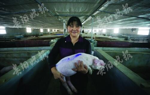 贫困村开山凿洞修建养猪场 首批猪已出栏收益110万元