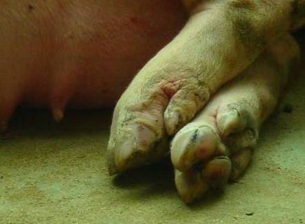 猪蹄开裂，原来这个病才是罪魁祸首！