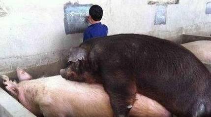 母猪配种很繁琐？按照这个来，一次就中！