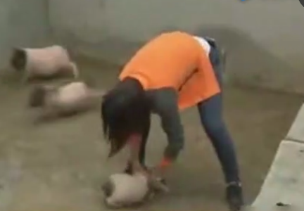 养猪小妹竟是销售奇才，两年时间销售额一千二百万