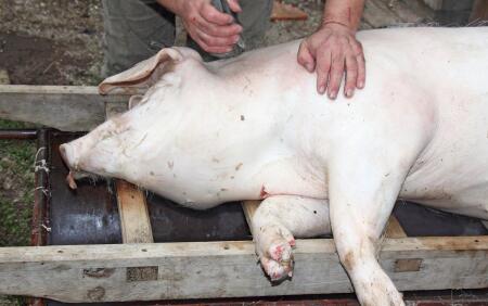 云南镇雄回应“问题猪肉”质疑：未流向学校营养餐