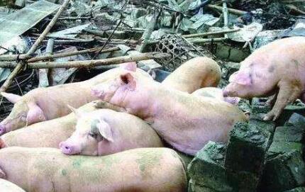 愤怒！大批猪场拆迁补偿款被贪腐 禁养催生“疯狂腐败案”！