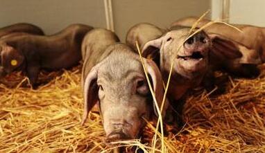 他养猪几乎没赔过钱，原来是这么做的……