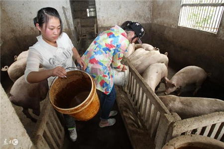 猪催肥应该喂什么料，一般人都喂错了！