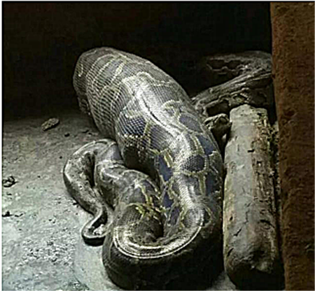 龙岩上杭60斤蟒蛇活吞40斤仔猪 霸占猪场