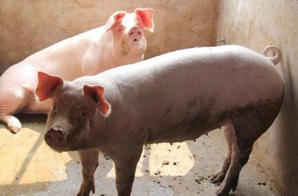 牧原、正邦生猪销量暴涨 养猪人该担心些什么