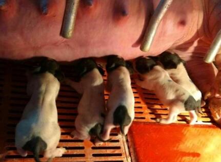 厉害了！中博生物克隆出8头巴马小香猪