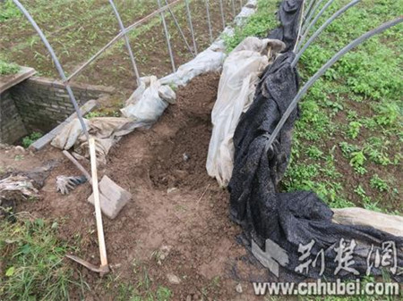 已埋病猪不翼而飞险成锅边肉 民警1小时找回处理