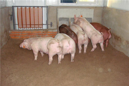 双汇要在美国建猪场，收购屠宰场，有一关键因素！