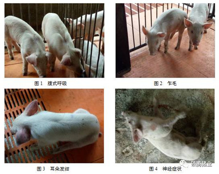 为什么换季时猪场就不稳定？一例秋冬季节不稳定猪场的案例分析