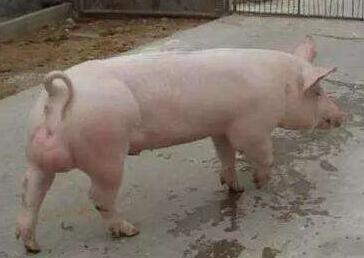 猪脚瘸，就是链球菌感染？