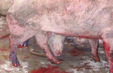 老兽医教你猪口蹄疫的防治技术，一学就会，收藏备用吧！