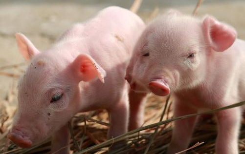 猪呕吐腹泻的看这里 全套的防治措施