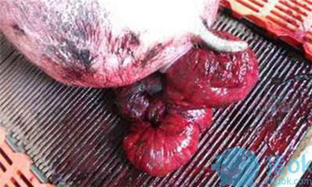 母猪子宫脱出怎么办？中西结合疗效好！