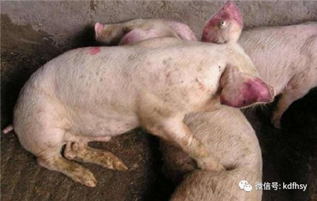 五种颜色五种猪病，这些猪病应该这样防治！