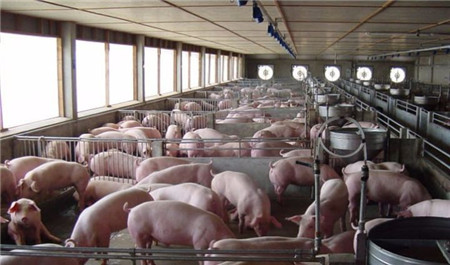 猪气喘，咳嗽，抓住关键时机，花钱少效果好！