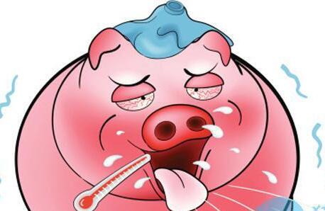 你知道吗？猪发热类型不同，治疗方案也全然不同