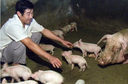 65%~78%的仔猪都死在 初生阶段，看来这个“初生关”不好过！