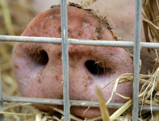 猪场呼吸道疾病的三大症状，养猪人真的清楚吗？