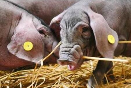 网易又开猪场了，天价猪肉，你会买吗？