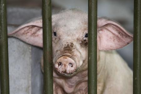 全球食品安全指数榜单  中国位次下滑