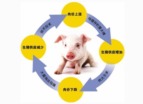 明年养猪全行业 将逼近盈亏平衡线