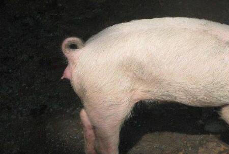 猪霉菌毒素中毒的临床症状及防治措施！