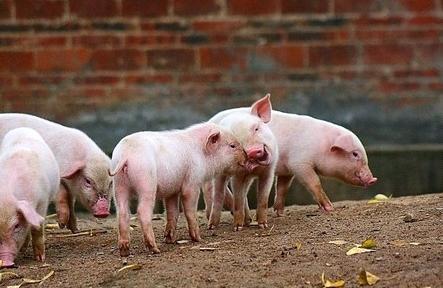 猪眼睛反应出来的猪疾病信息 猪各种疾病的防治