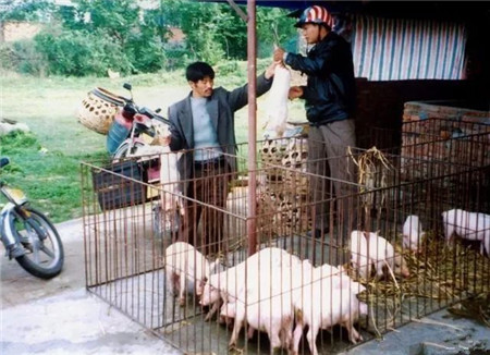 是否有适合农村自繁自养的免疫程序？