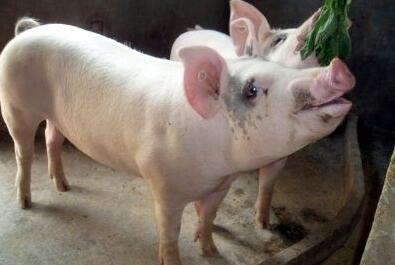 普通商品猪被当成种猪卖？老板傻眼了，养猪人当心