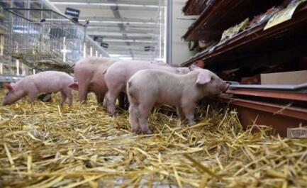 武汉长沙无锡兰州等近期纷纷开通进口肉类查验场