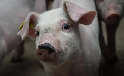 进口肉量三个月连降超50% 温氏这个动作又预示着什么……