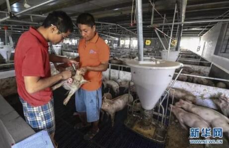 小日子过得美！河北这八千头猪都住楼房了！