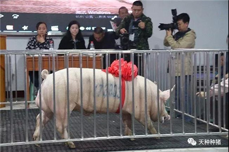 下旬猪价会涨？全国存栏真降啦？养猪还有300万奖励，让人眼红！