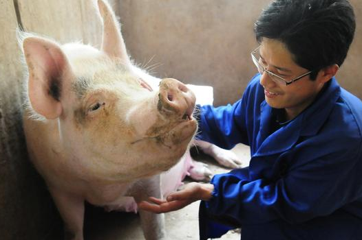 村民养猪被罚4万？琼海环保局回应称年出栏量达500头以上要环评备案