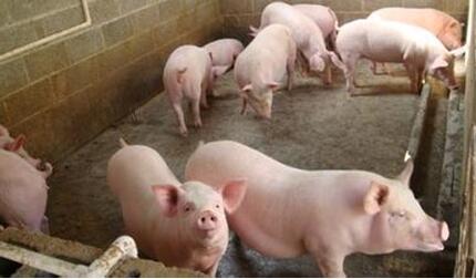 都瞄准冬季生猪市场，那年底猪价还怎么涨？