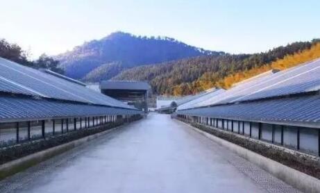 转型升级 绿色发展 四川向畜牧强省全面挺进！