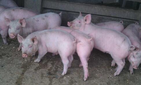 生猪价格上涨的动力不足，短期以稳为主！