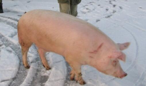 进口猪肉量连着三个月下降超50%，猪价行情近日连涨！