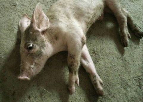 研究:H7N9能在哺乳动物间经空气传播