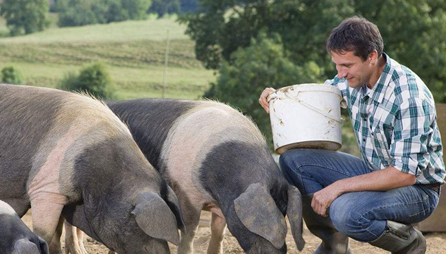 猪价虽涨，养猪户想要全面飘红还要关注这三点！