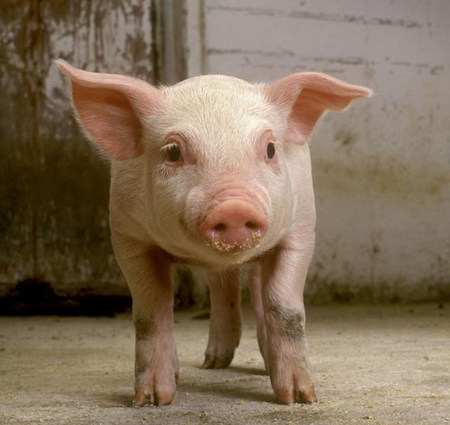 下旬猪价会涨？全国存栏降啦？养猪还有300万奖励！