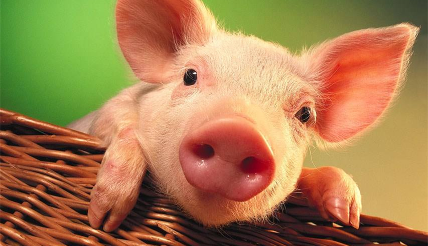 生猪价格反弹 市场人士发声：新一轮猪周期来了