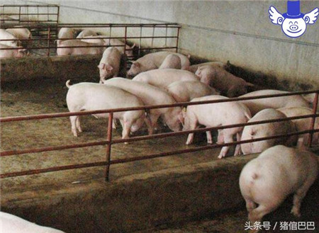 怎么样让猪拉的屎不臭？喂什么饲料大有讲究！