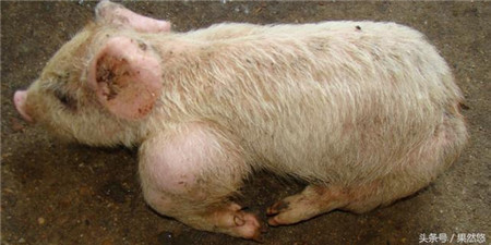 “猪又喘又发烧怎么办？” “这个方案助你搞定它！”