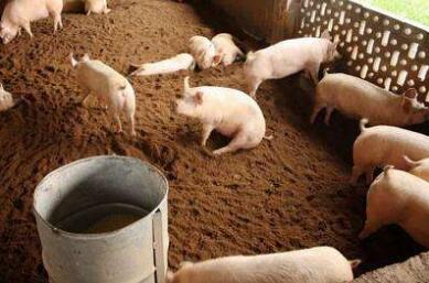 猪价10月将维持在14.1-14.3元 11月或现新希望