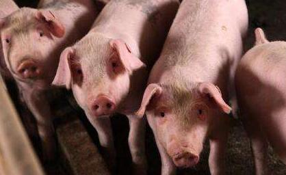 北稳南涨，二次育肥抬头屠企收购难度增加！