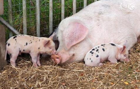 猪价回温，存栏降了？养猪还有300万奖励……