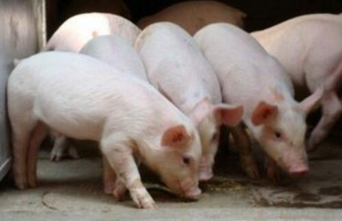 猪价涨了一礼拜，十一月行情到底如何