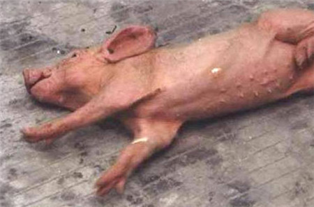 原来引起猪“抽风”的病不只一种！